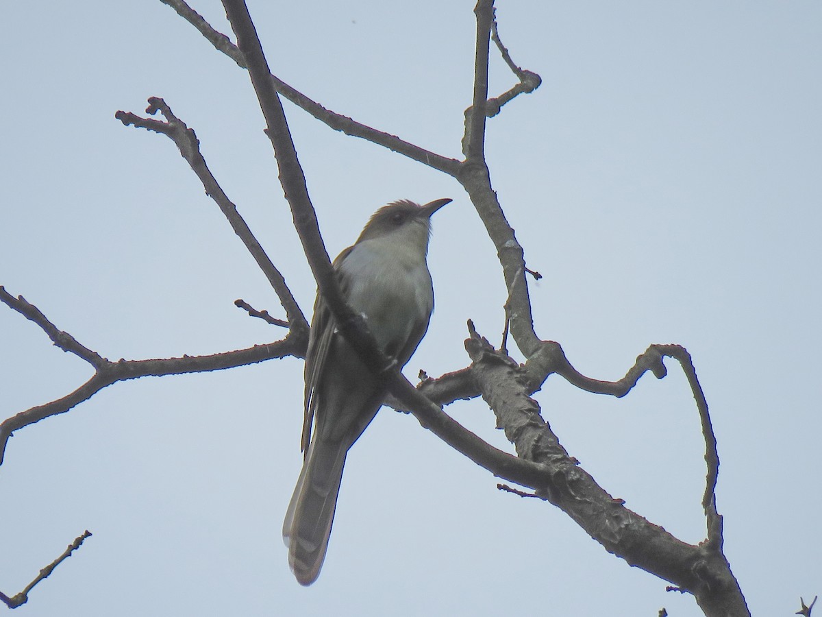 Black-billed Cuckoo - ML157885311