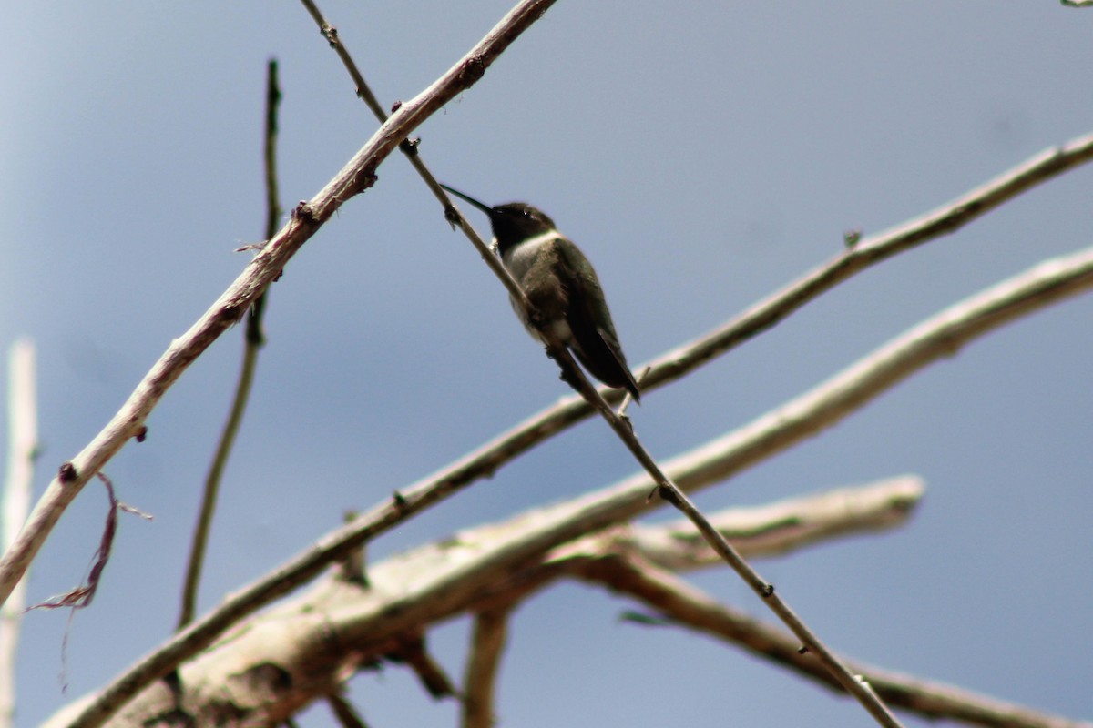 Black-chinned Hummingbird - ML157885831