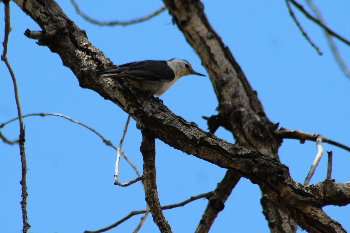 White-breasted Nuthatch - ML157886021