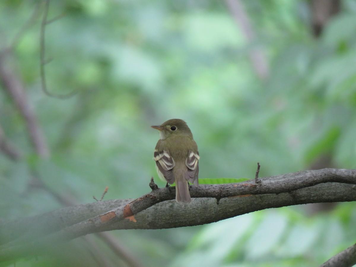 Acadian Flycatcher - ML157886861