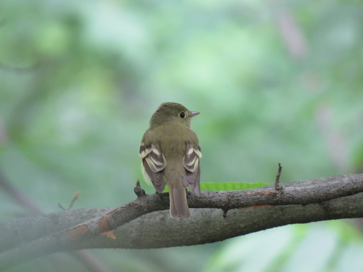 Acadian Flycatcher - ML157887041