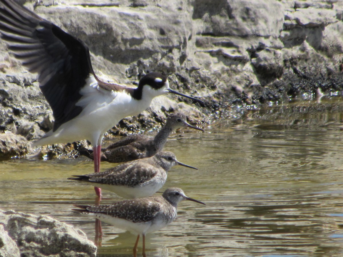 Black-necked Stilt - Vivian F. Moultrie