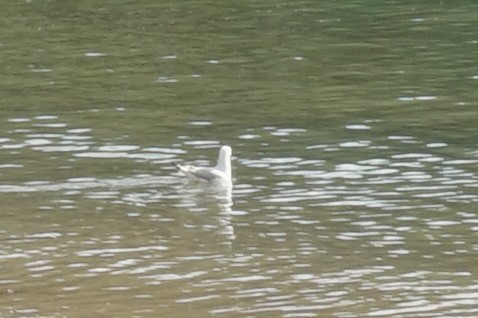 Silver Gull (Silver) - ML157889891