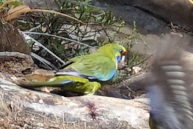 Green Rosella - ML157890121