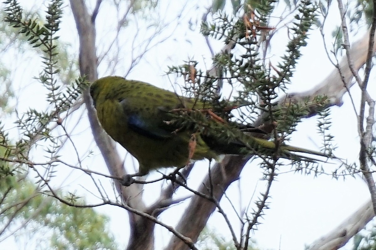 Green Rosella - ML157890151