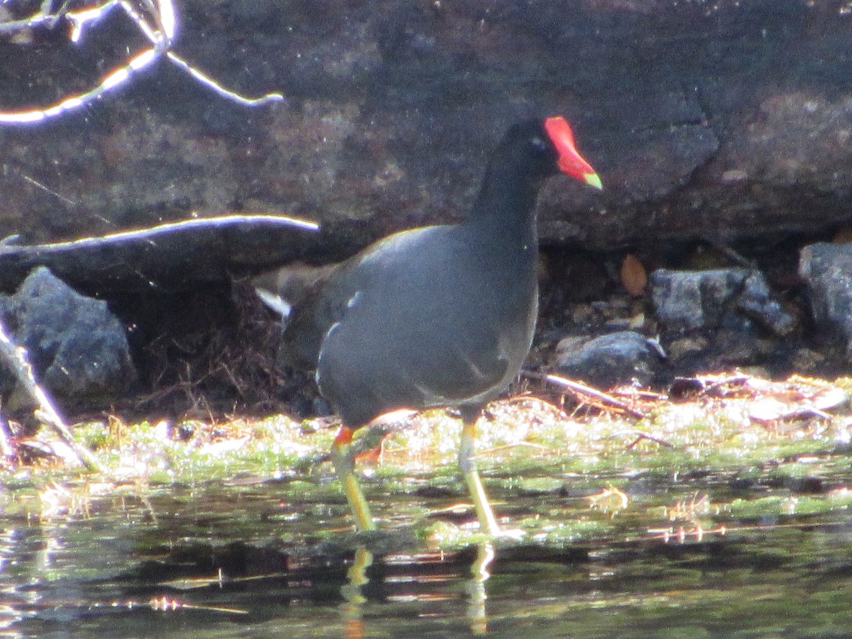 Common Gallinule - Vivian F. Moultrie