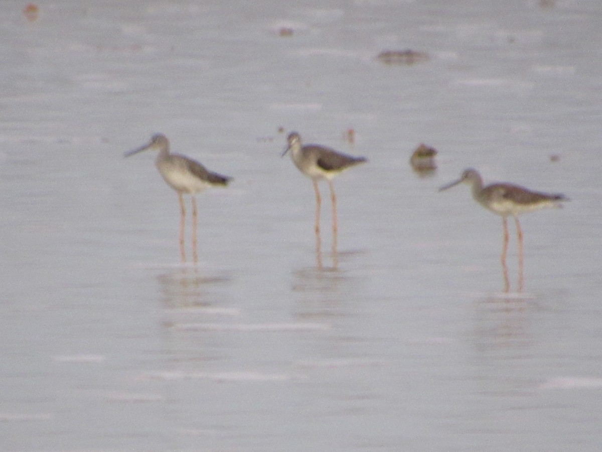 Greater Yellowlegs - ML157892691