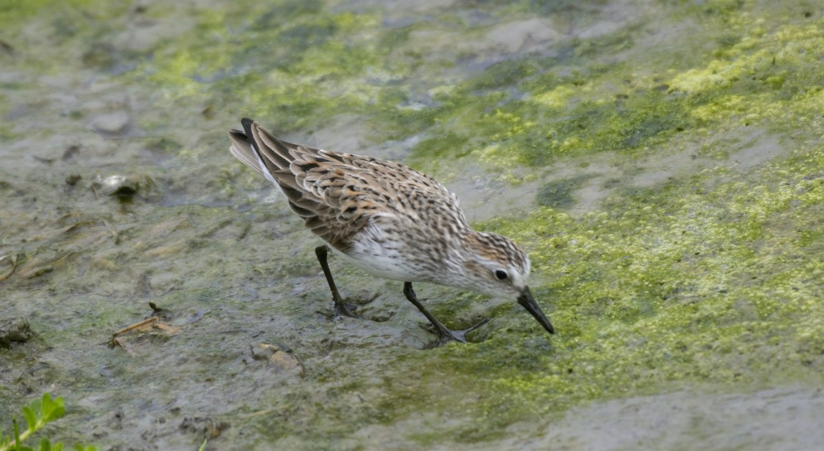 Semipalmated Sandpiper - Erik Ostrander