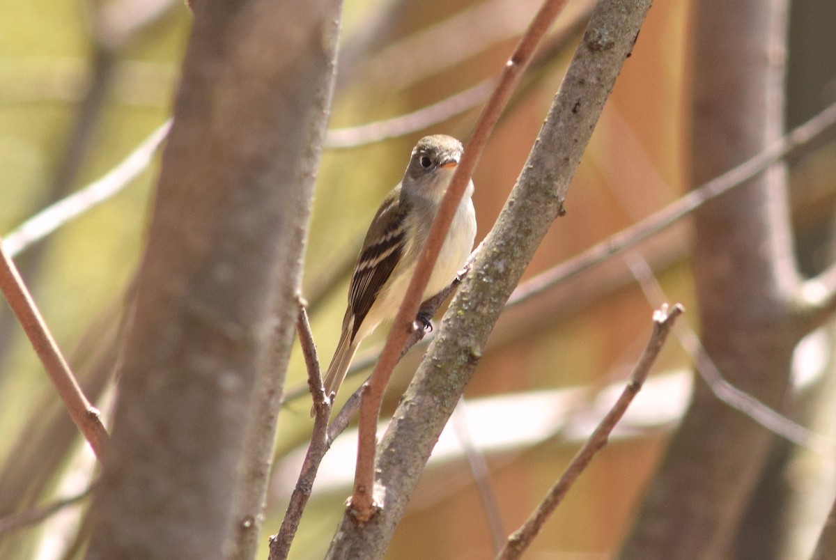 Least Flycatcher - Lauren  Vaughn