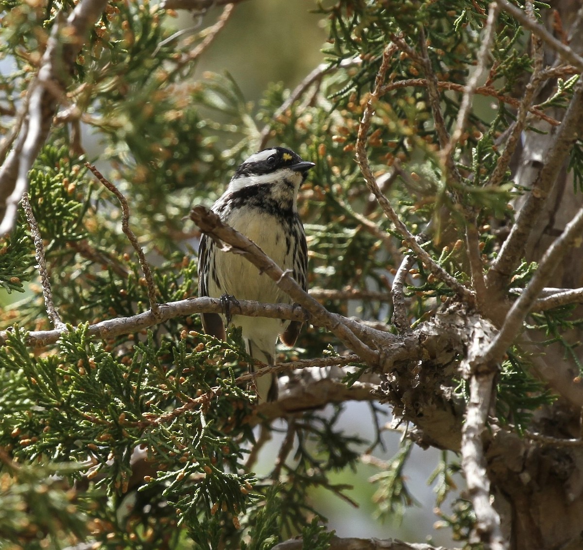 Black-throated Gray Warbler - Dan  Brooke