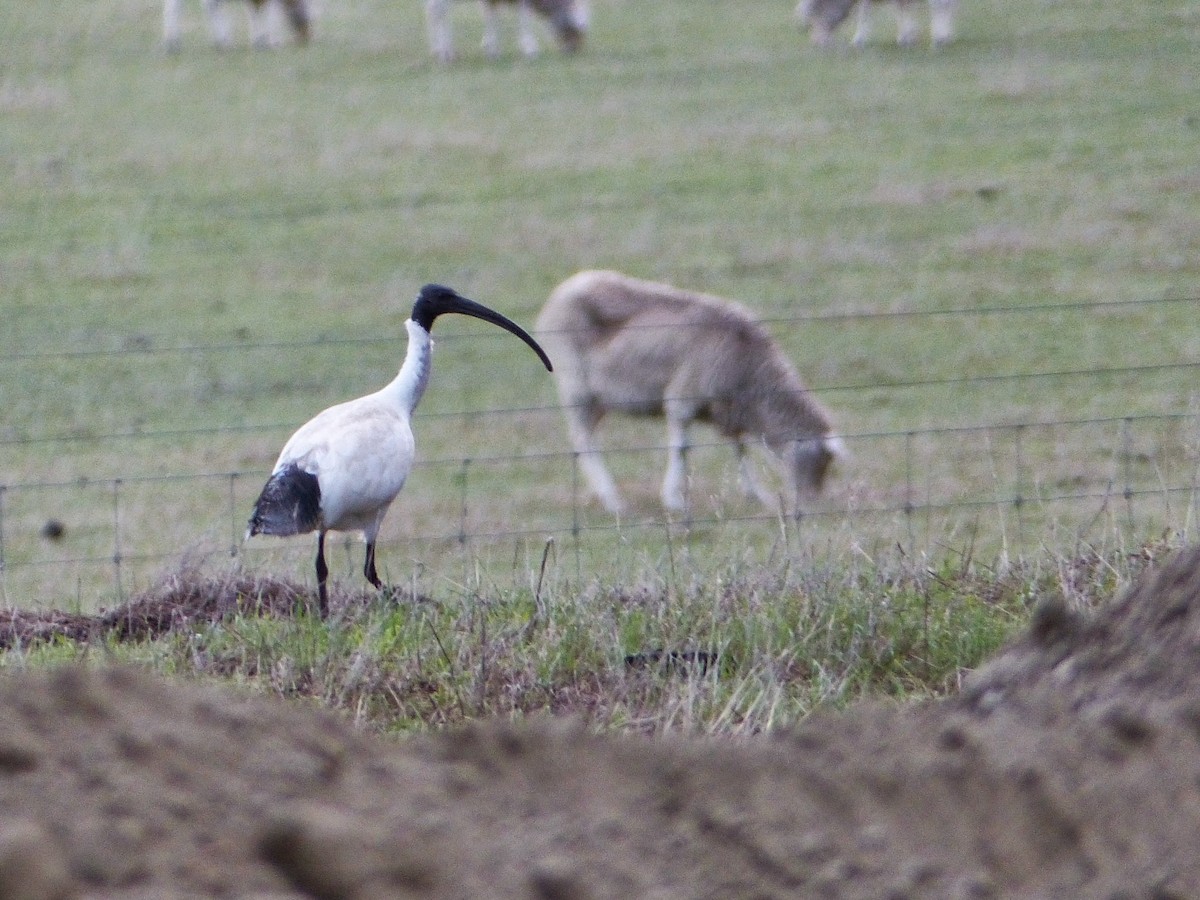 ibis australský - ML157897761