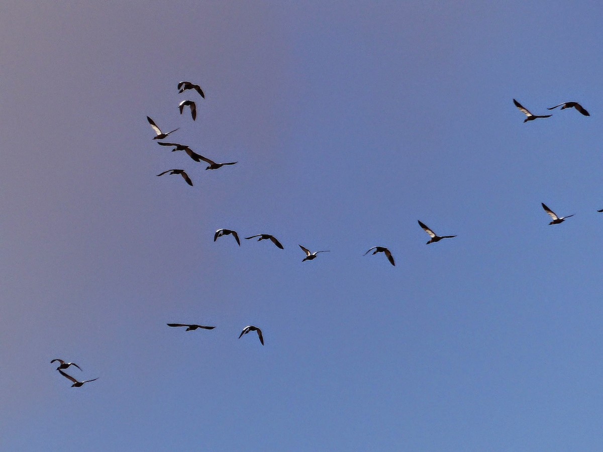 Australian Shelduck - ML157900691