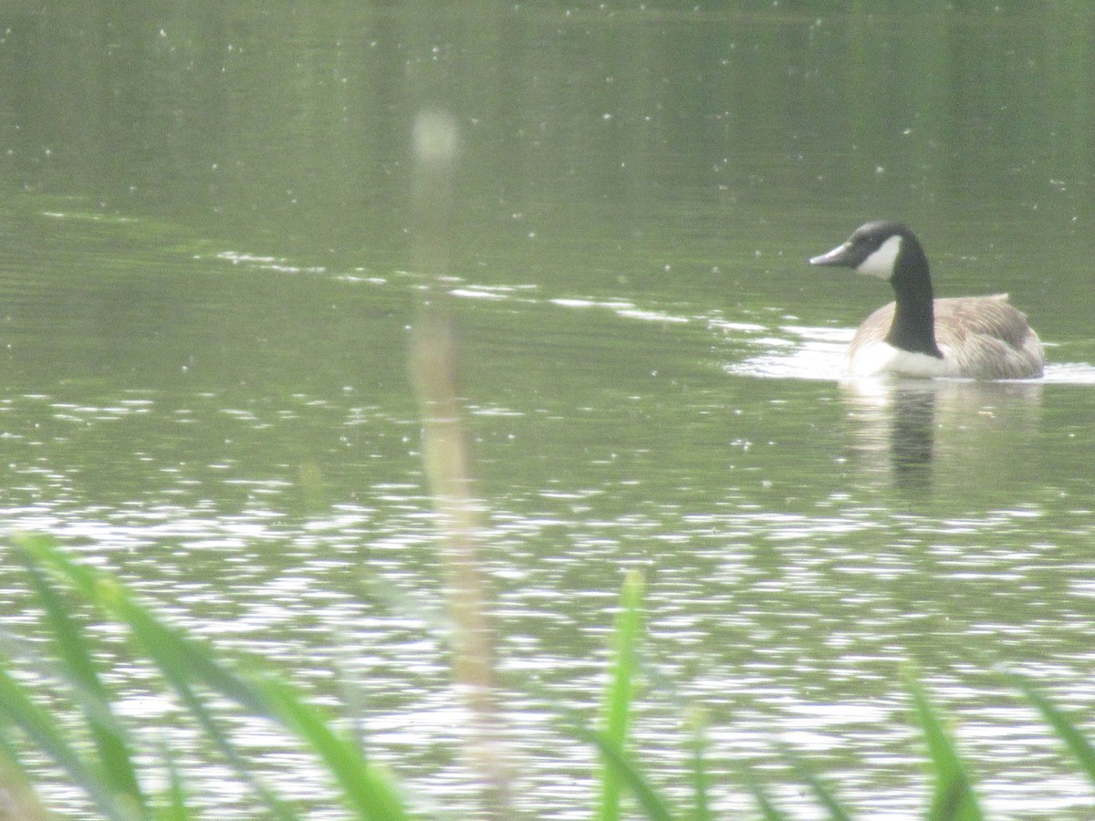 Canada Goose - ML157901661