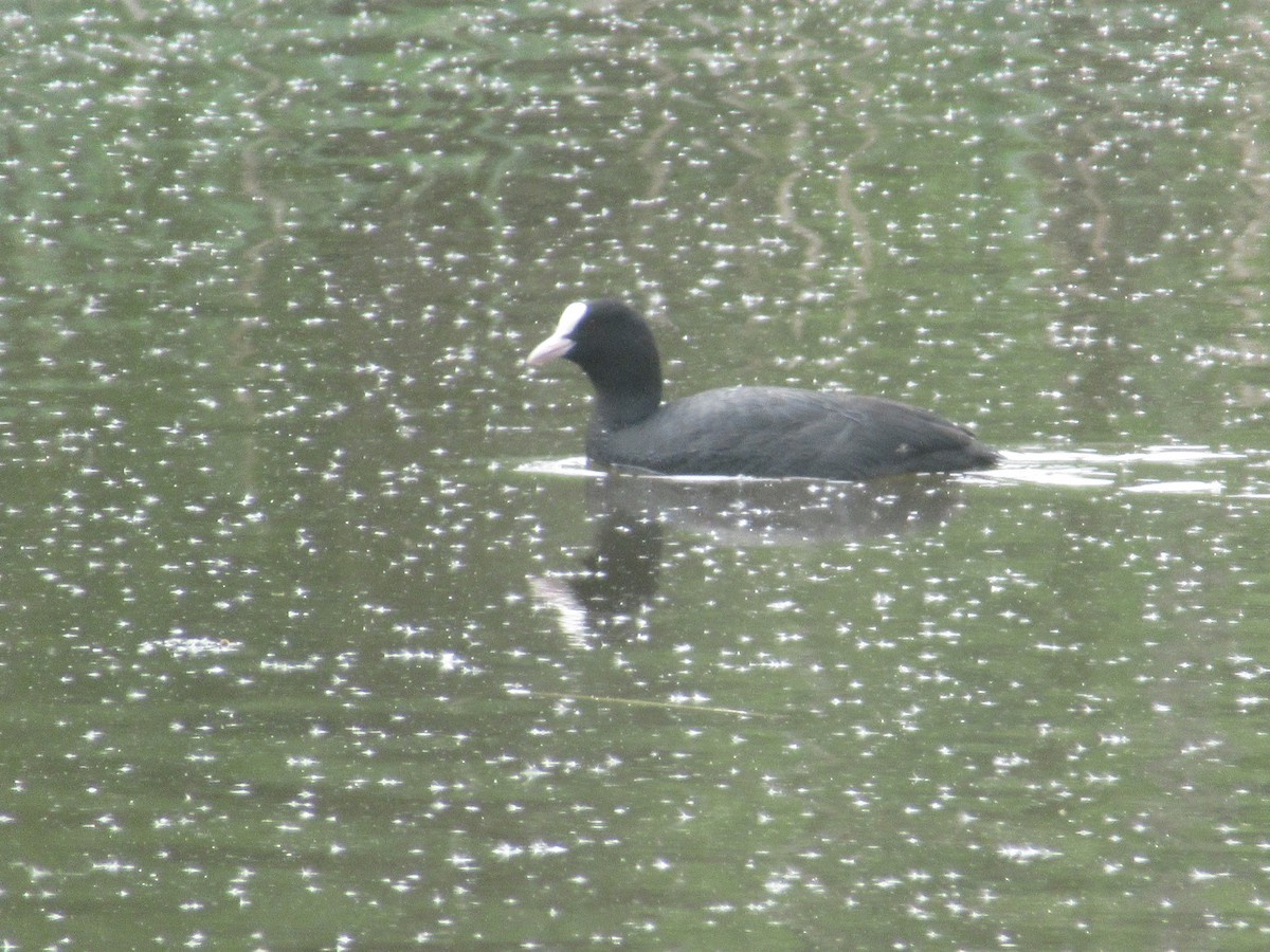 Eurasian Coot - ML157902211