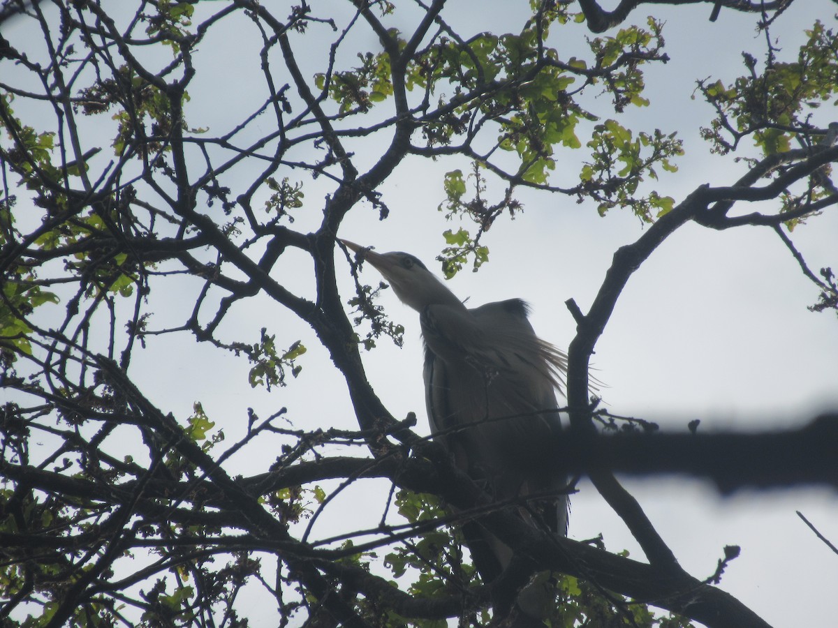 Gray Heron - ML157902261