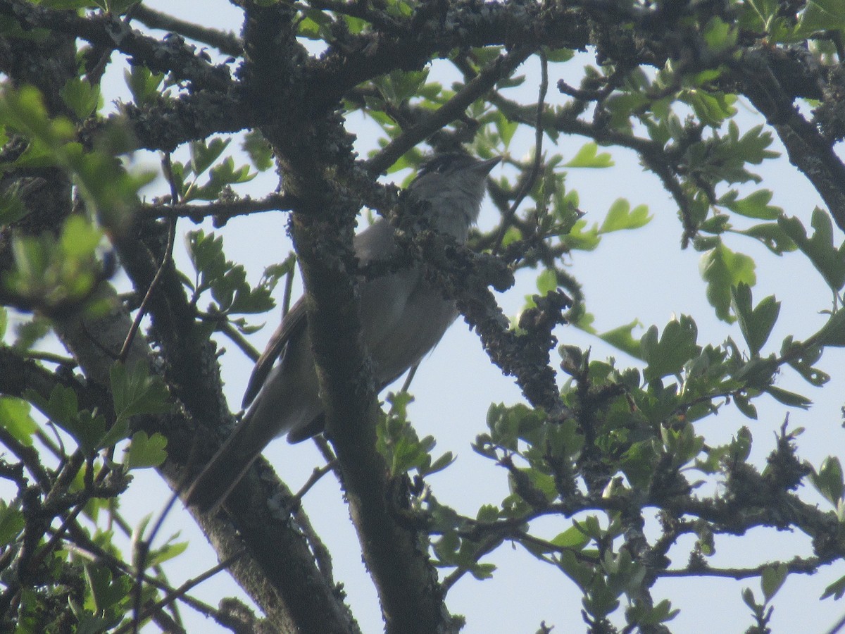 Eurasian Blackcap - ML157902621