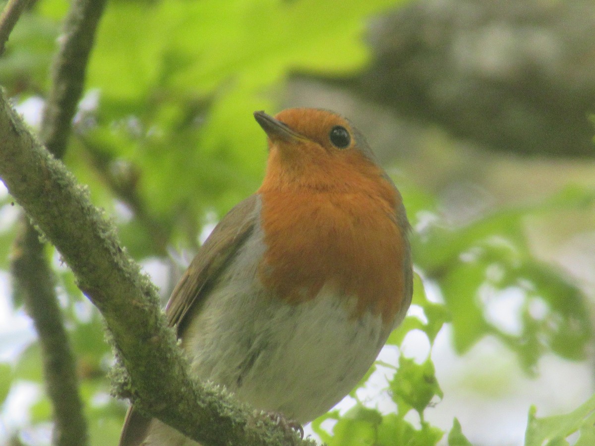 European Robin - Christopher Thorley