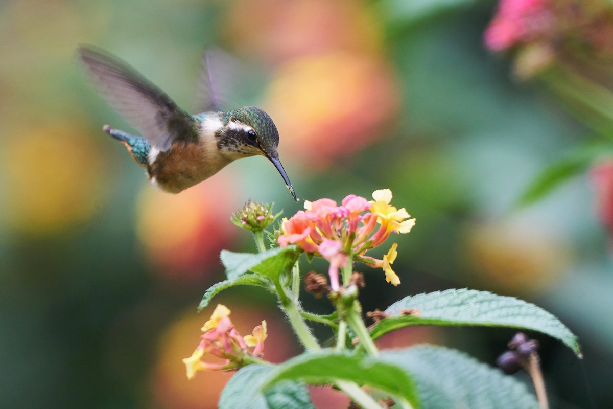 Rotbart-Sternkolibri - ML157903661