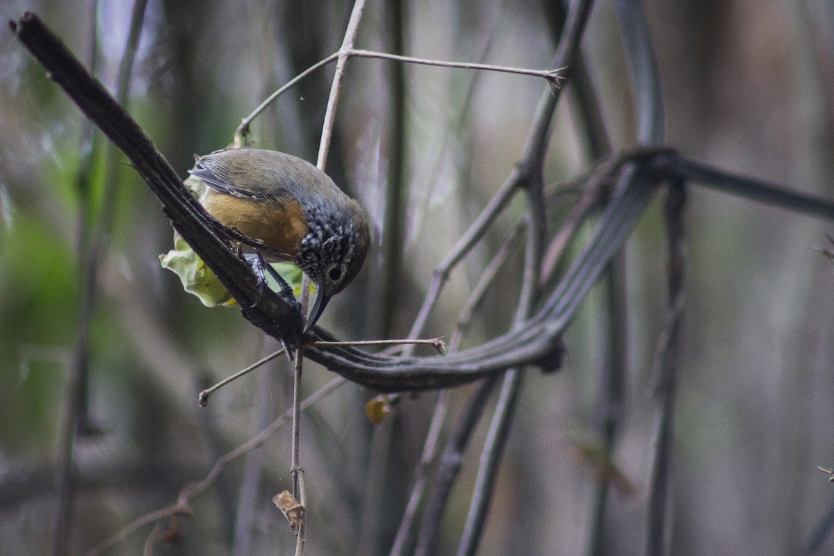 Rufous-breasted Wren - ML157903691