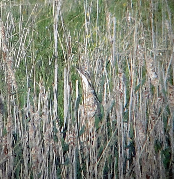 American Bittern - ML157904471