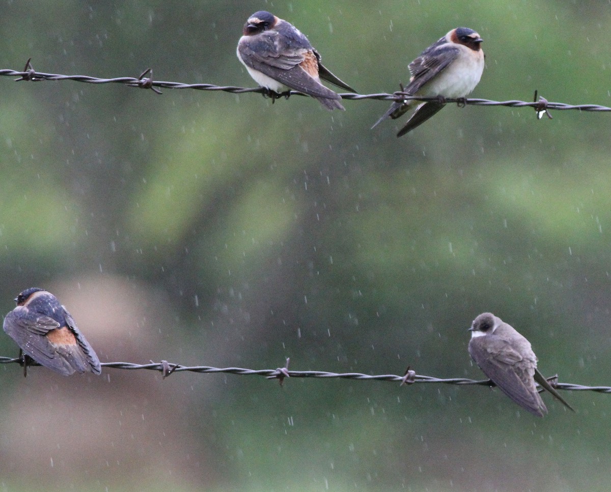 Bank Swallow - ML157905161