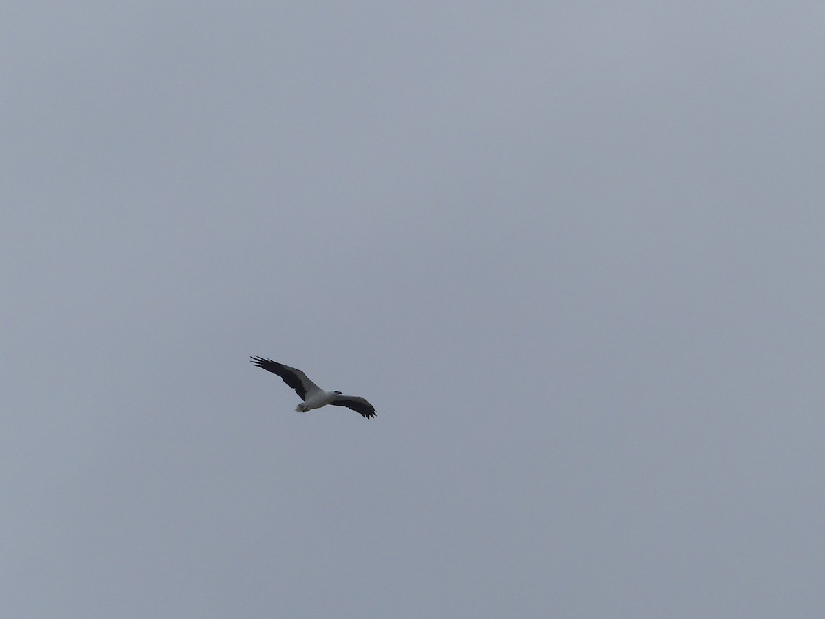 White-bellied Sea-Eagle - ML157906691