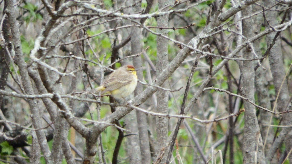 Paruline à couronne rousse - ML157906911