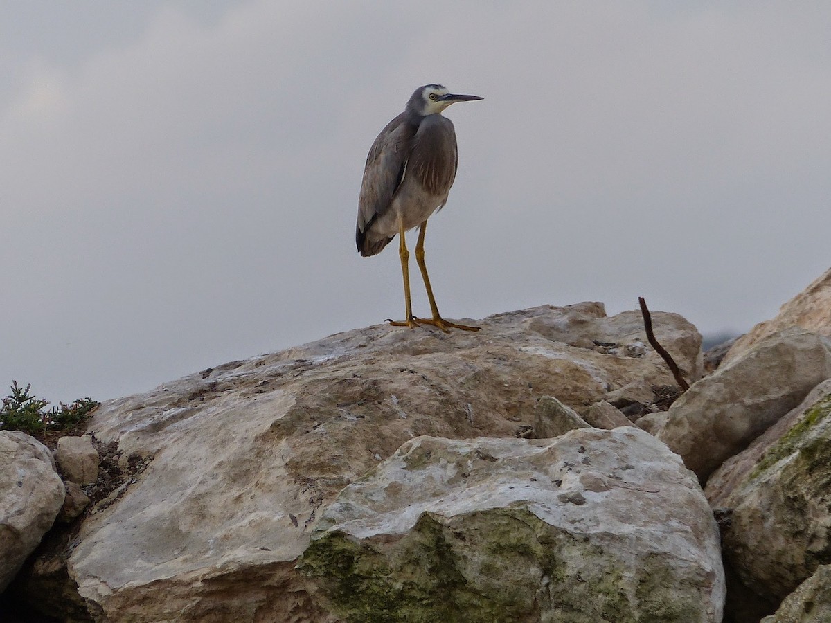 White-faced Heron - Bijoy Venugopal