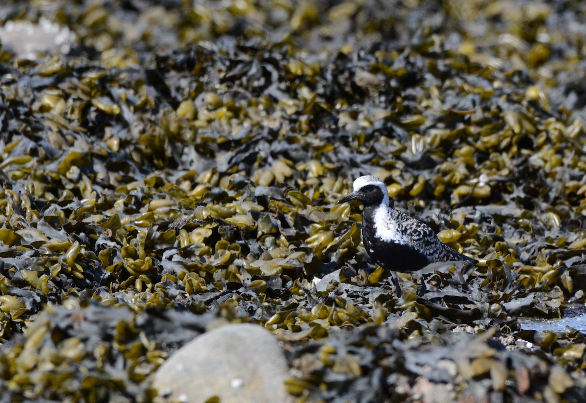 Black-bellied Plover - ML157907091