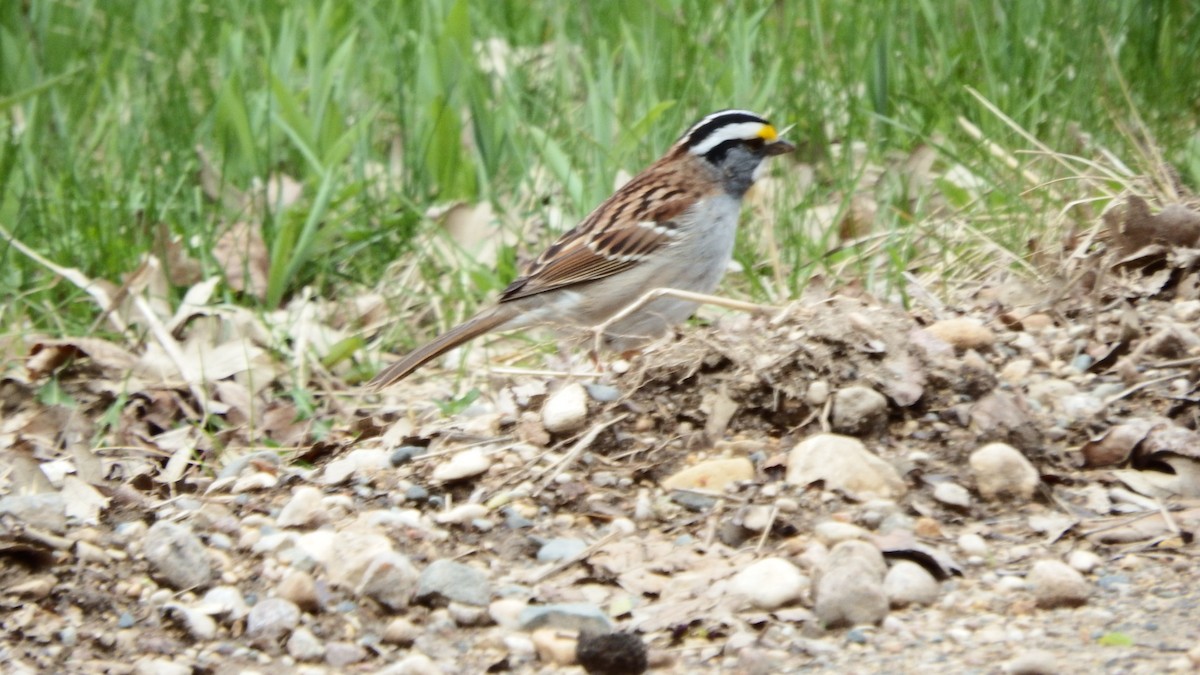 White-throated Sparrow - ML157907121