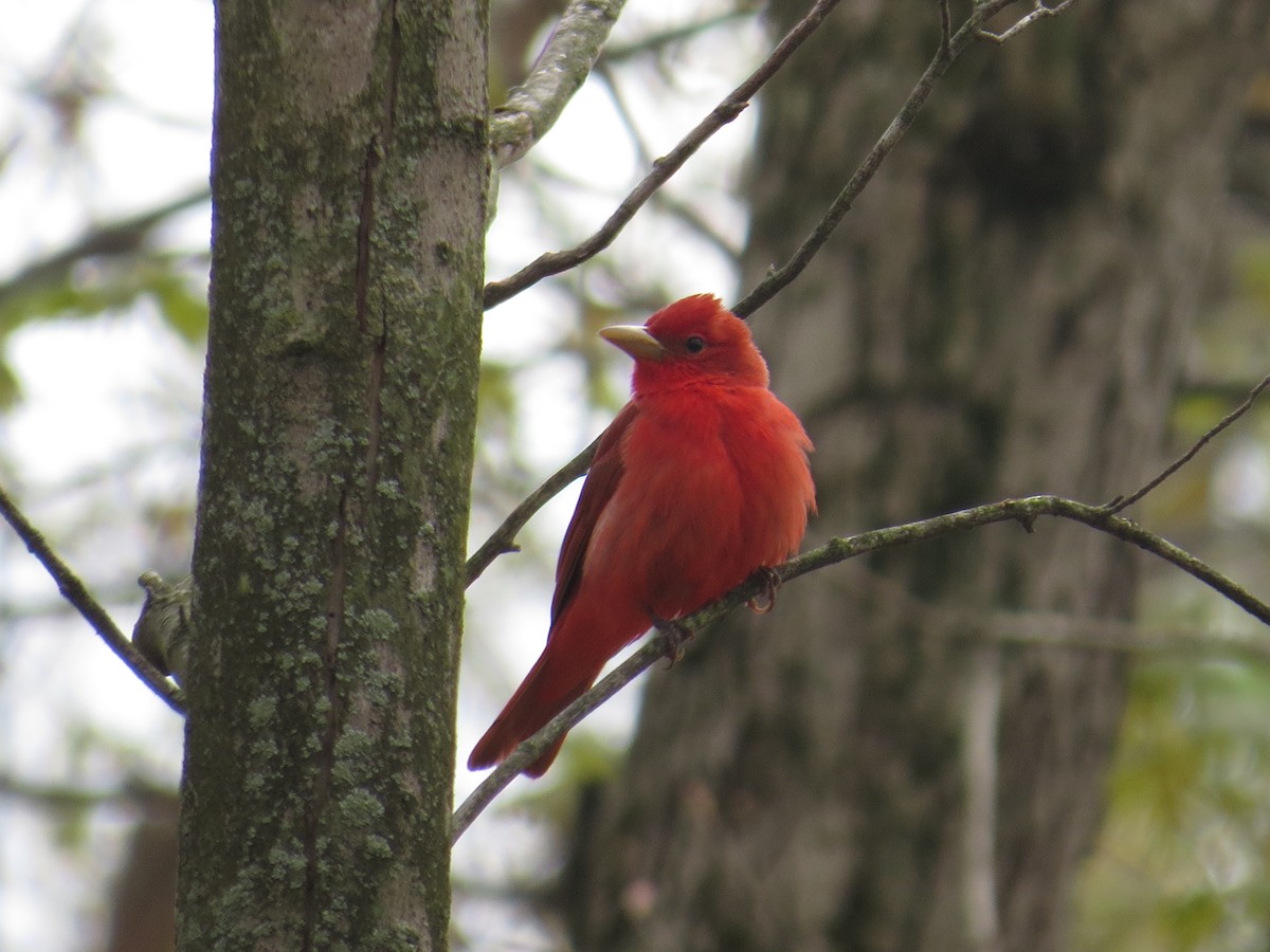 Summer Tanager - ML157907151