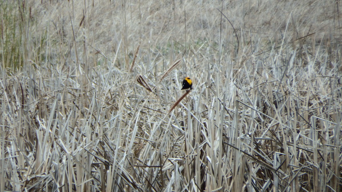 Yellow-headed Blackbird - ML157907721