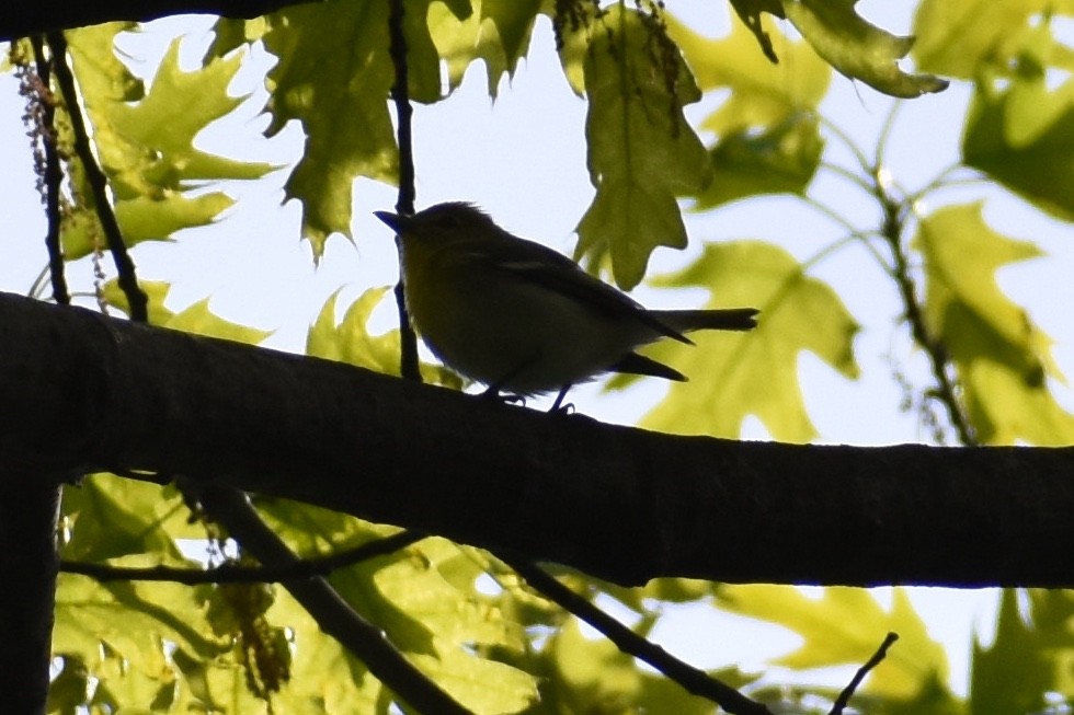 Yellow-throated Vireo - ML157908081