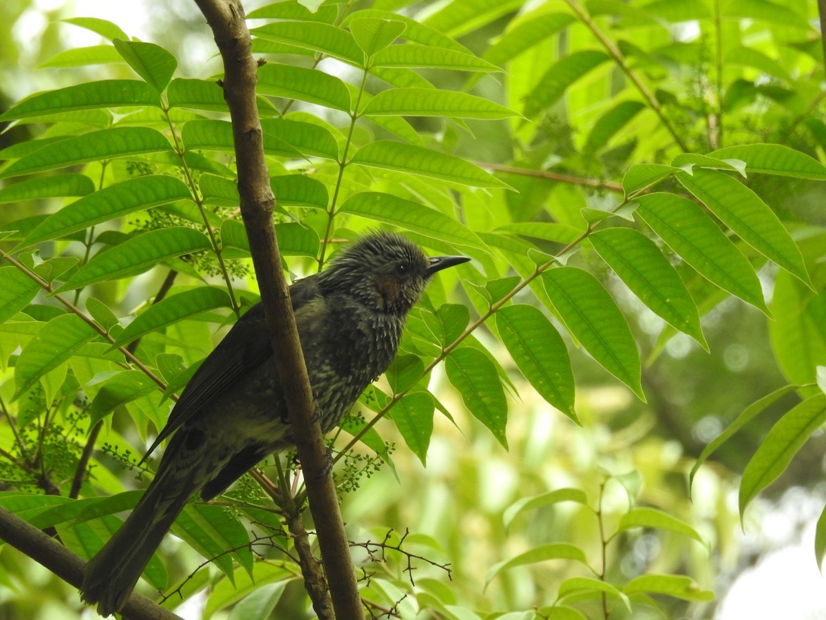 Brown-eared Bulbul - ML157908601