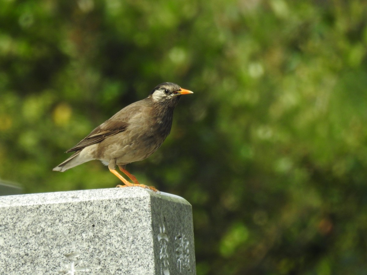 White-cheeked Starling - Bruce Hoover