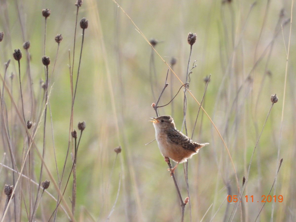 Sedge Wren - ML157908831