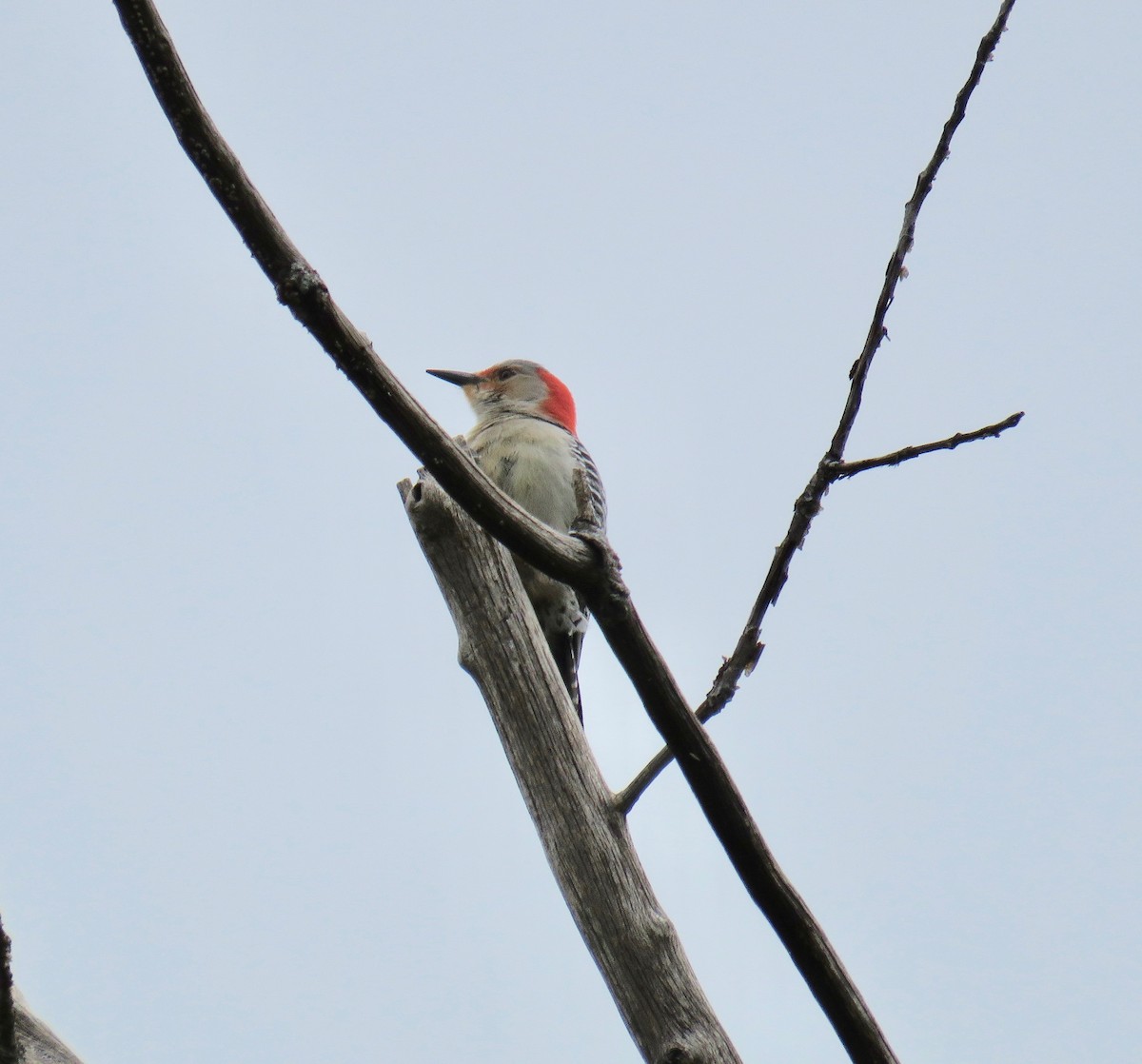 Red-bellied Woodpecker - ML157908861