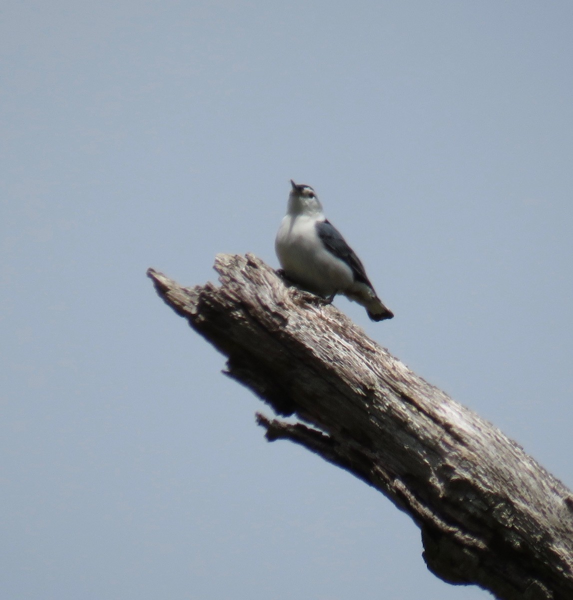 White-breasted Nuthatch - ML157909111