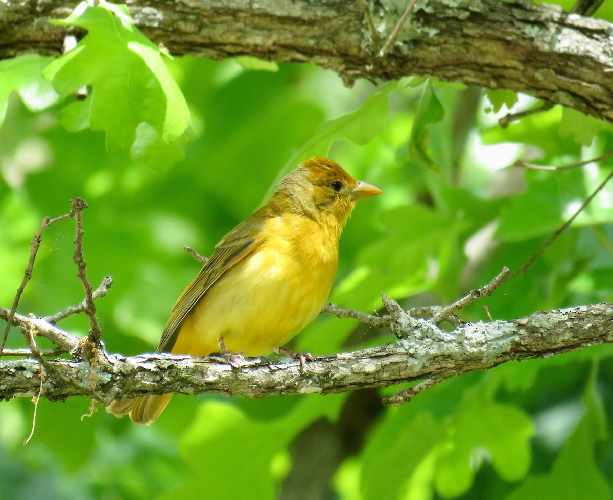 Summer Tanager - Ann Tanner