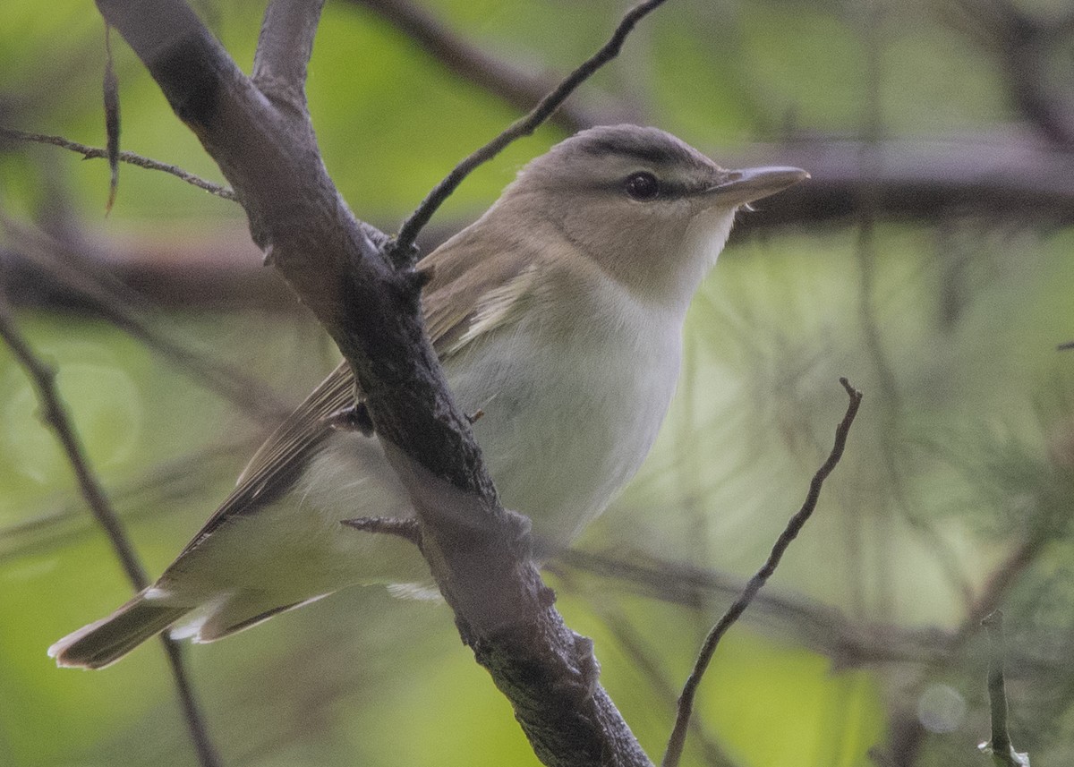 Red-eyed Vireo - Michael Linz