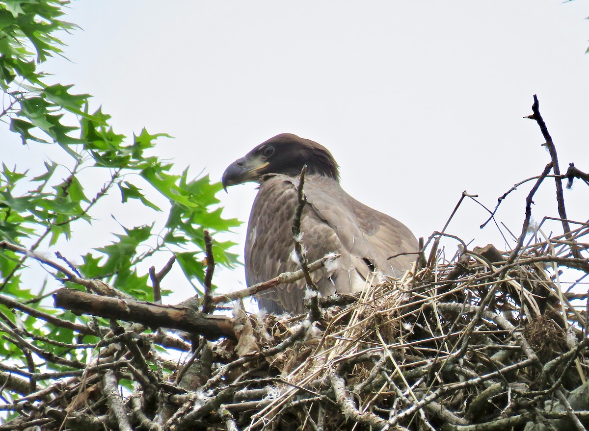 Bald Eagle - Ann Tanner