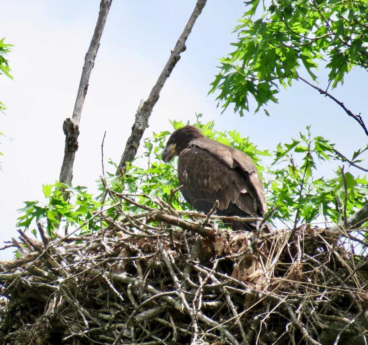 Bald Eagle - ML157912521