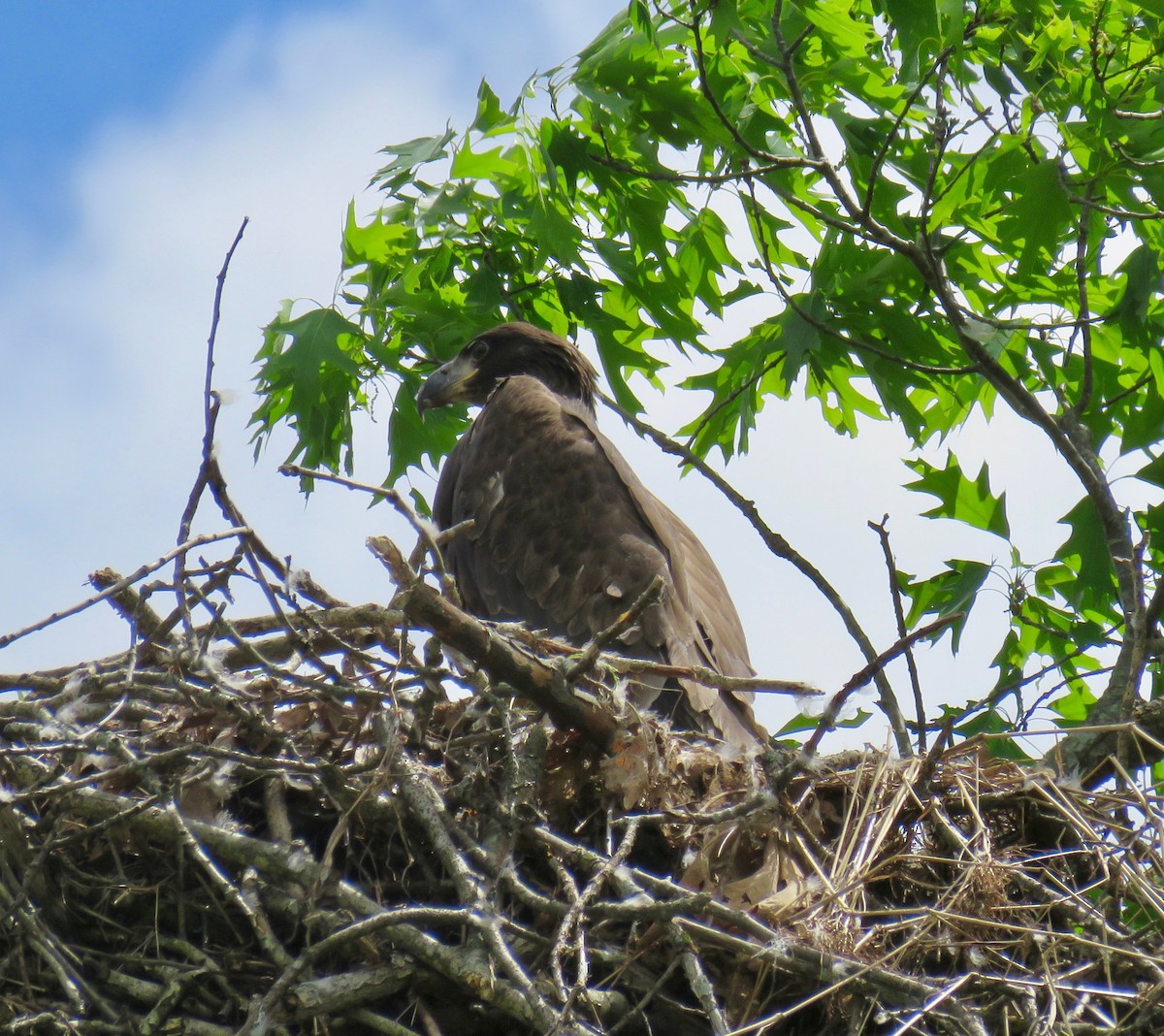 Bald Eagle - ML157912531