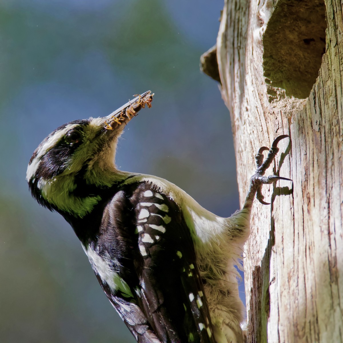 Hairy Woodpecker - ML157917431