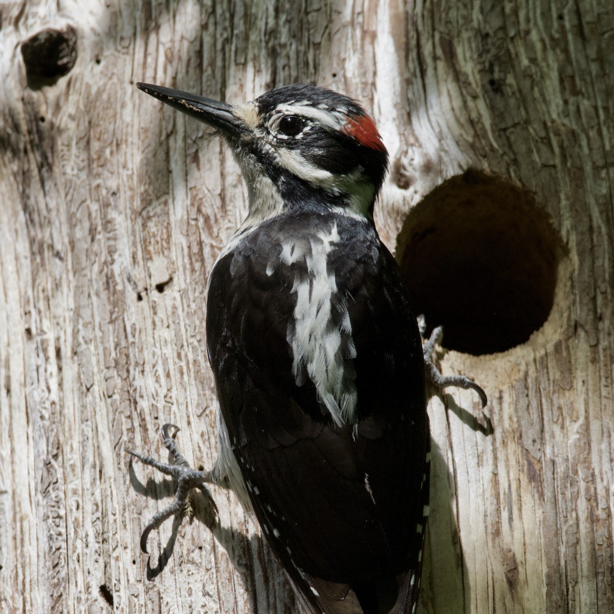 Hairy Woodpecker - ML157917441