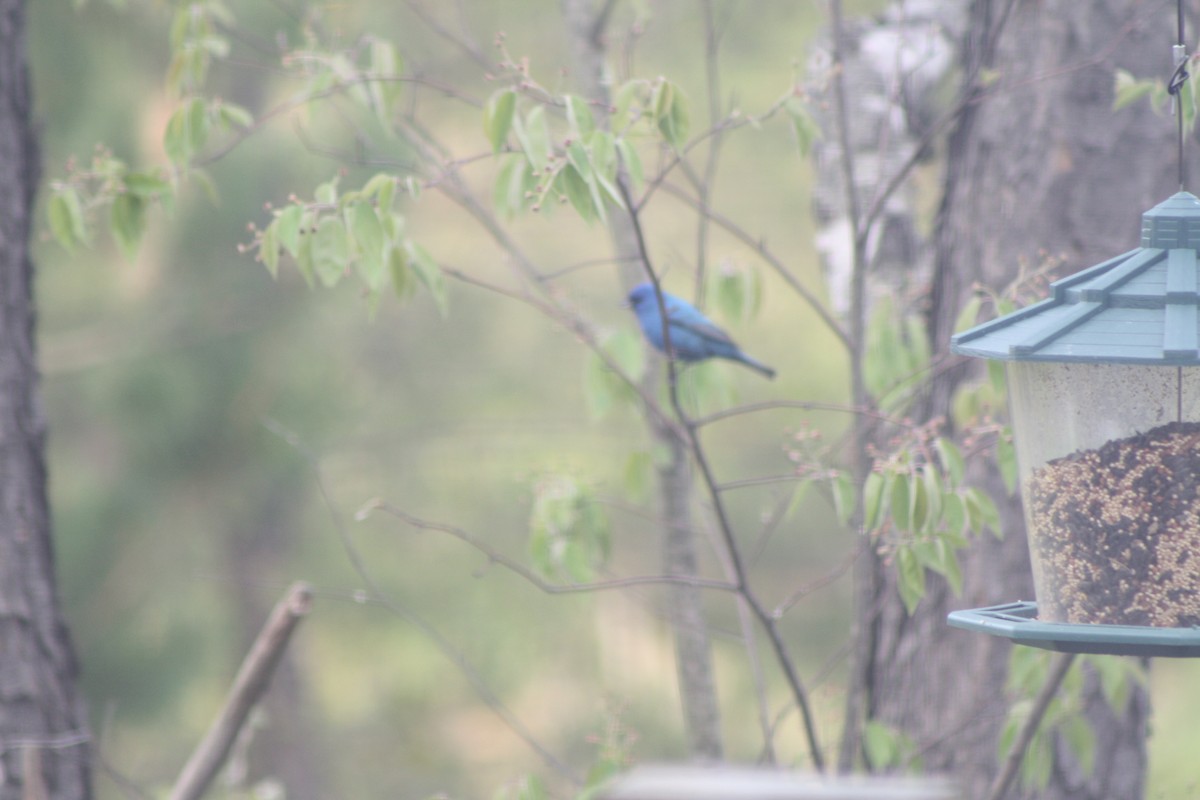 Indigo Bunting - ML157917991