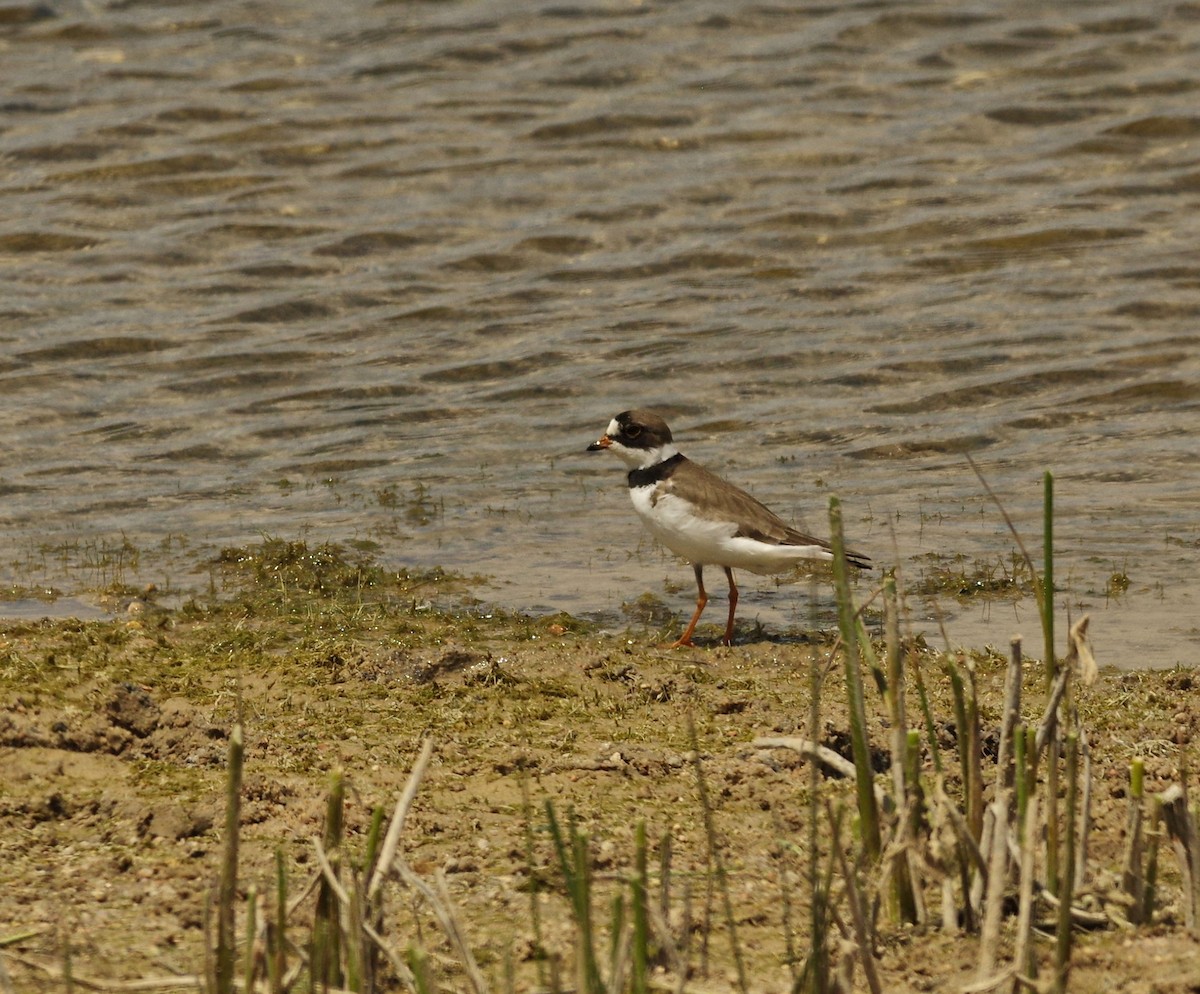 Semipalmated Plover - Tim Leppek