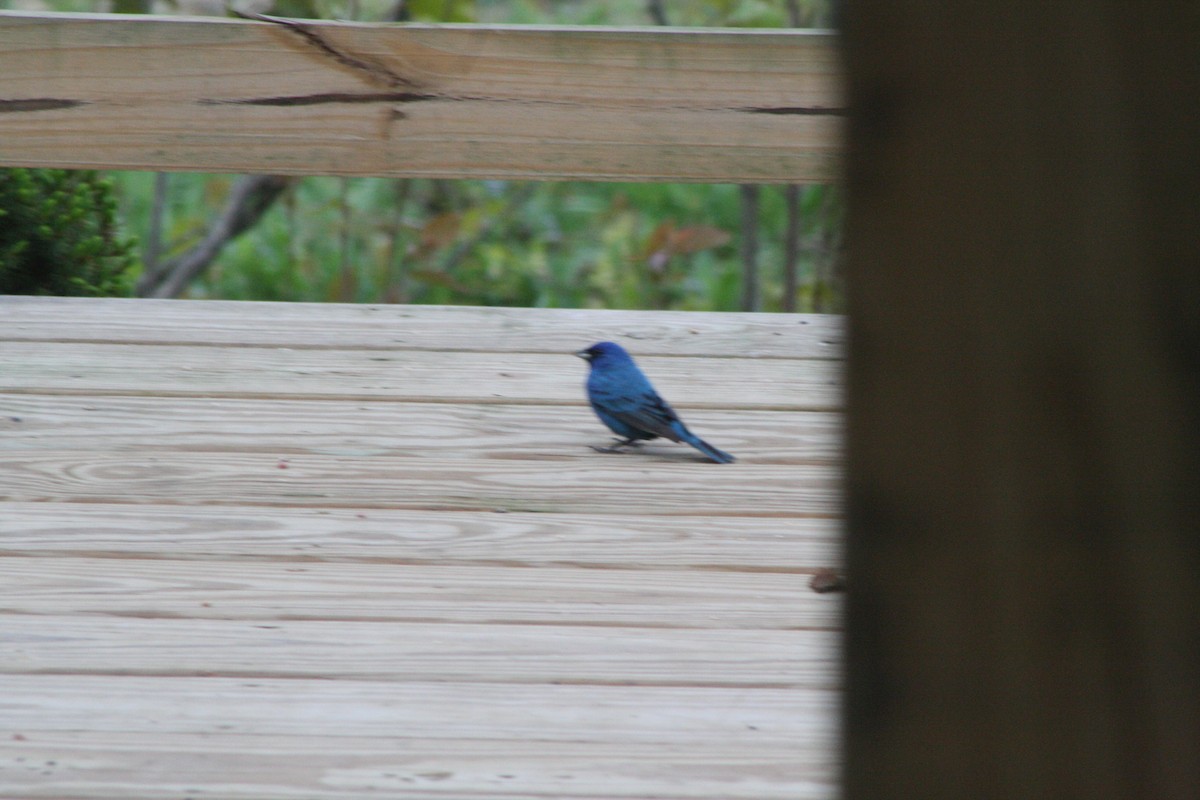 Passerin indigo - ML157918511