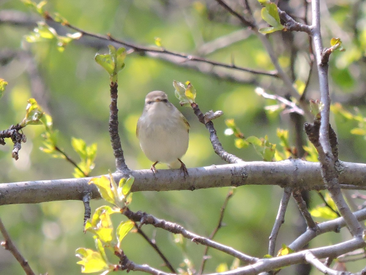 Hume's Warbler (Western) - ML157919531