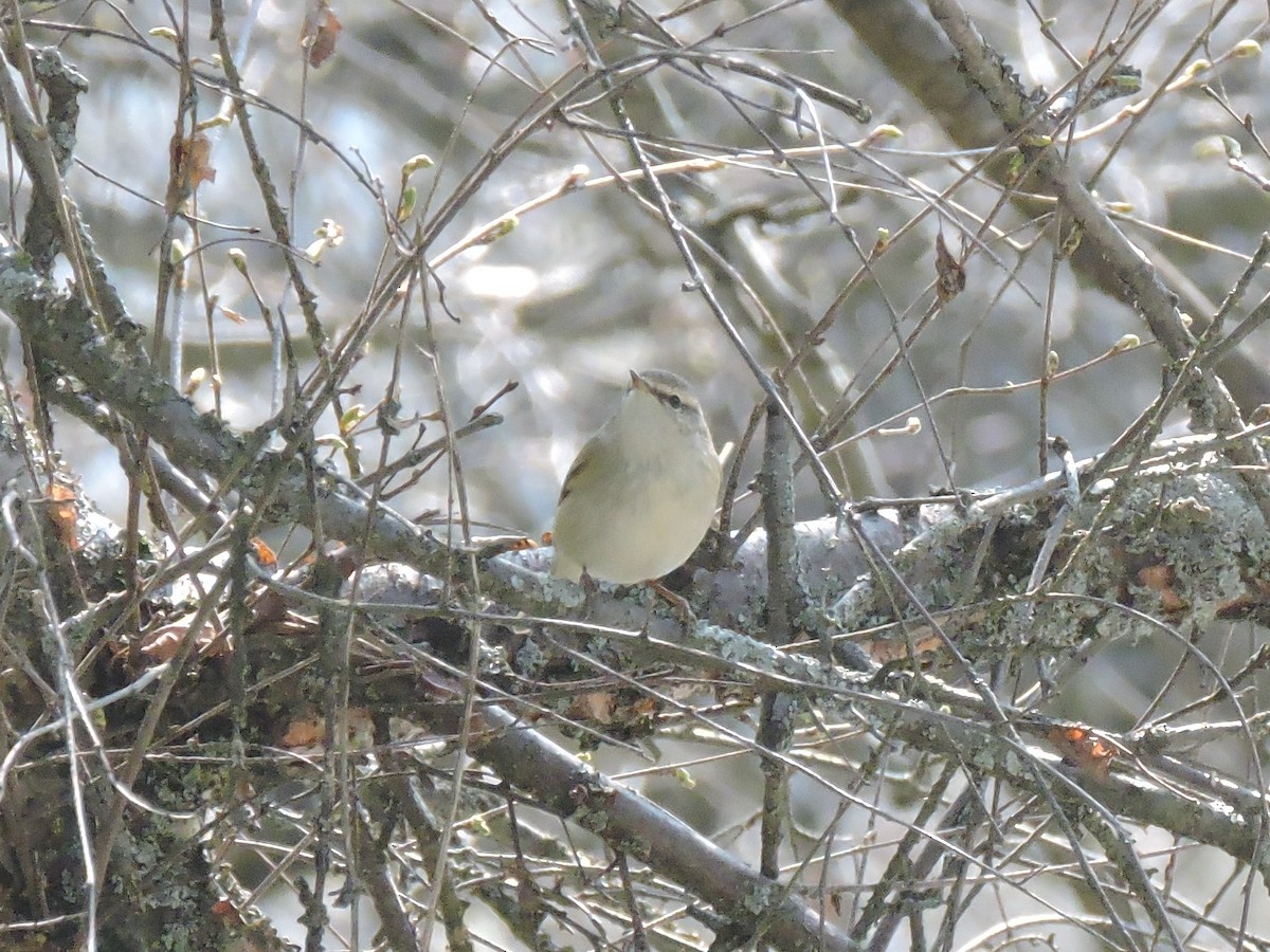 Mosquitero de Hume (humei) - ML157919541